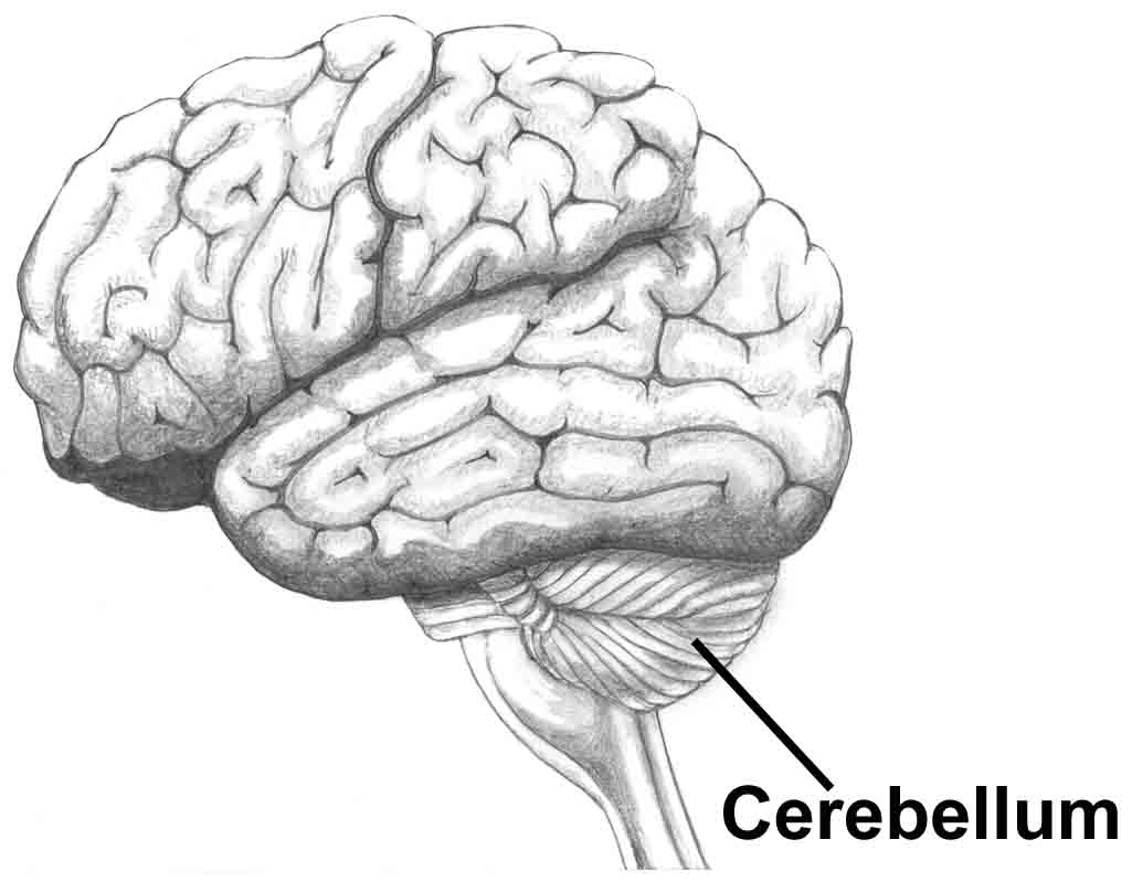 cerebellum