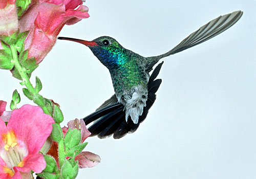 kolibri-1