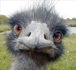 emu