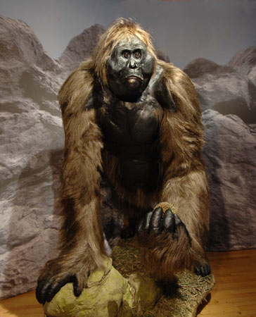 29-gigantopithecus-model lg