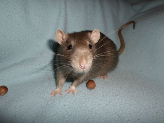 Fumos miese Spelunke image