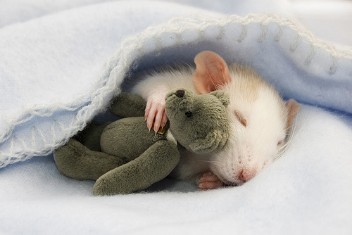 rat-sleeping