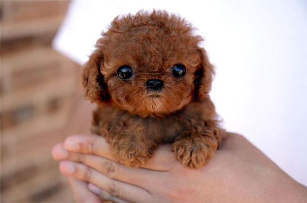 Bilder-Thread cute-baby-animals-2-10