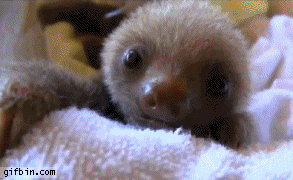 1285687657-cute-baby-sloths
