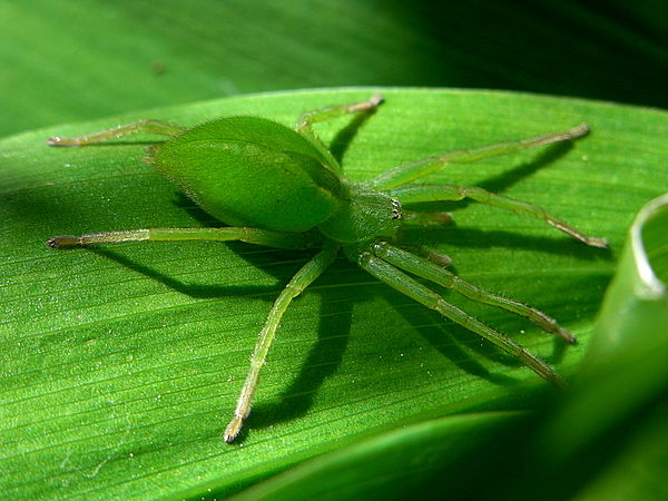 600px-Micrommata virescens female