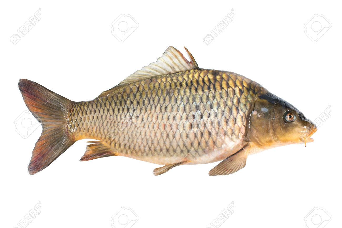 24725221-peces-carpa-comC3BAn-aislados-s