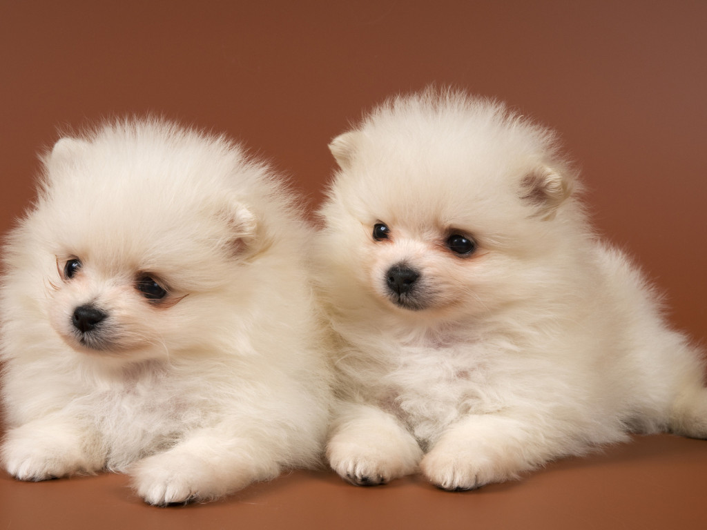 Animals Dogs Pomeranian spitz-dogs 02904