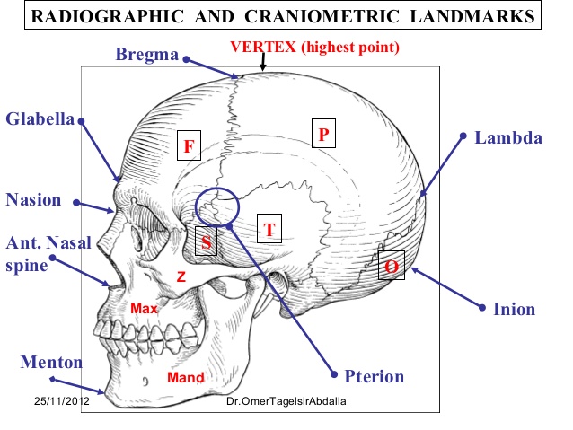 anatomy-of-the-skull-9-638.jpgcb1418643281