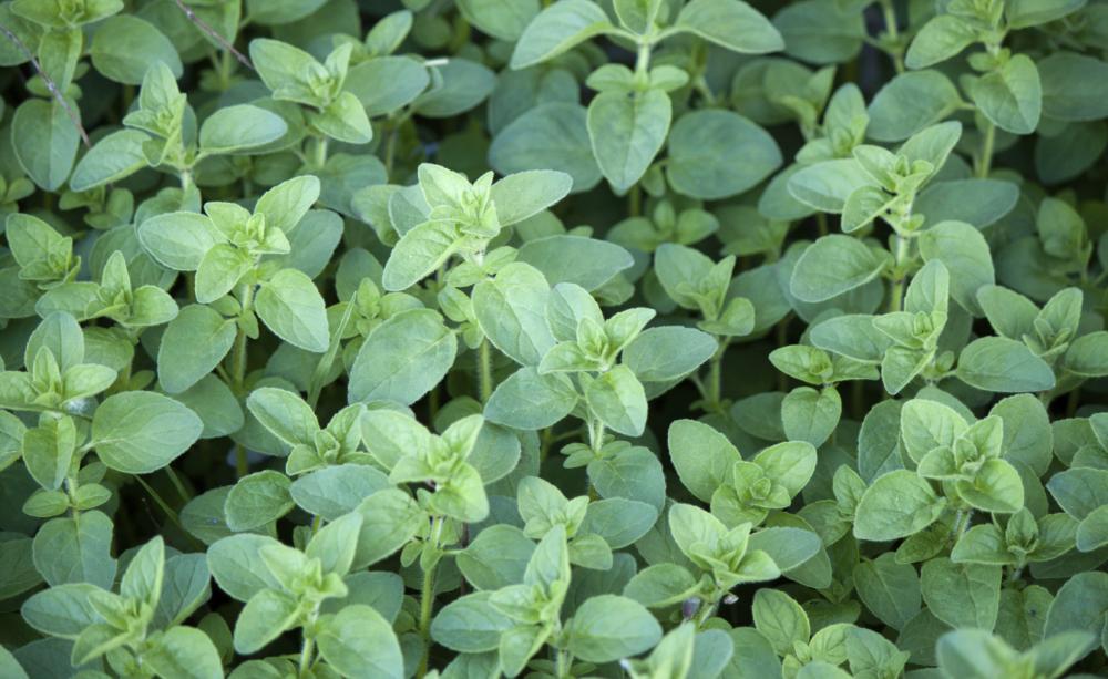 oregano iStock 000020001822 Medium