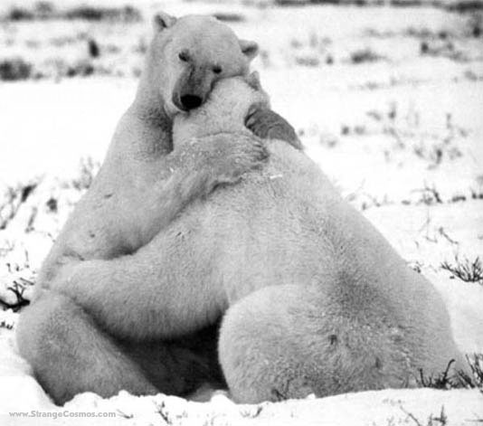 bearhug1