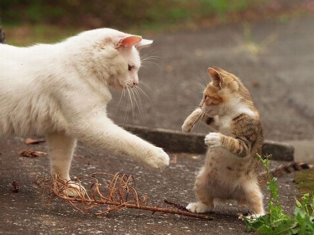 Bilder-Thread November-04-2011-20-56-07-thesefunnyanim.jpeg