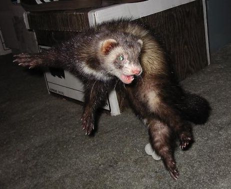 Vinnie the Ferret in a War Dance Jump