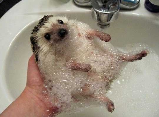 bubbles-cute-hedgehog-Favim.com-331023