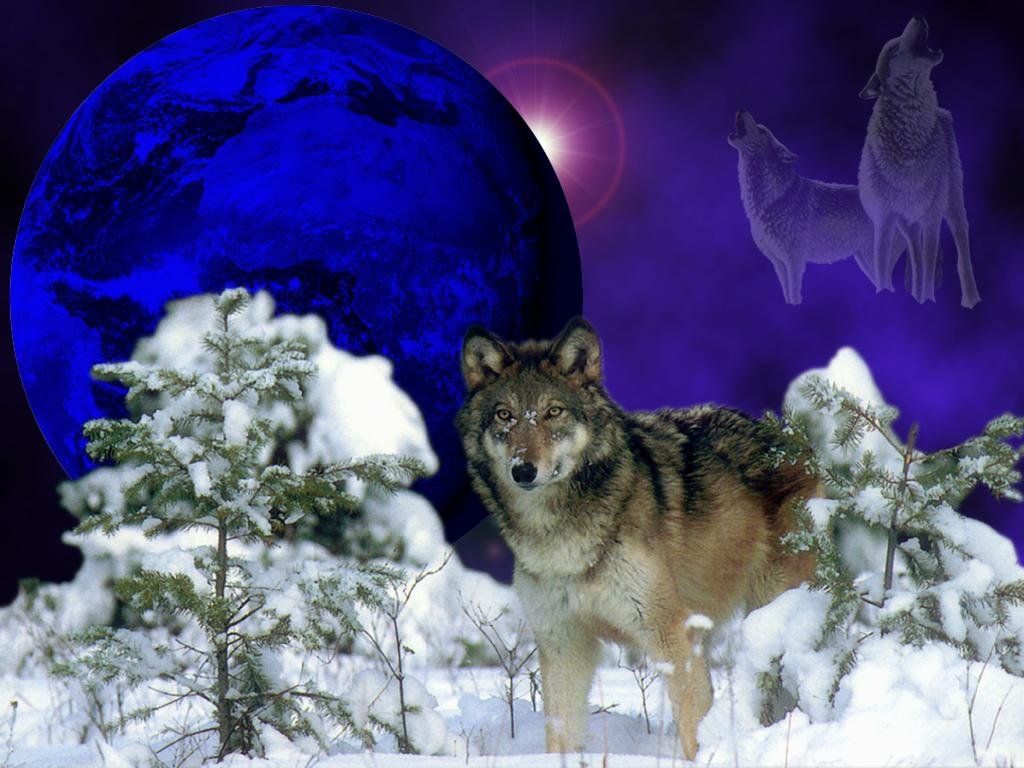 Winter-Wolf-wolves-175865 1024 768