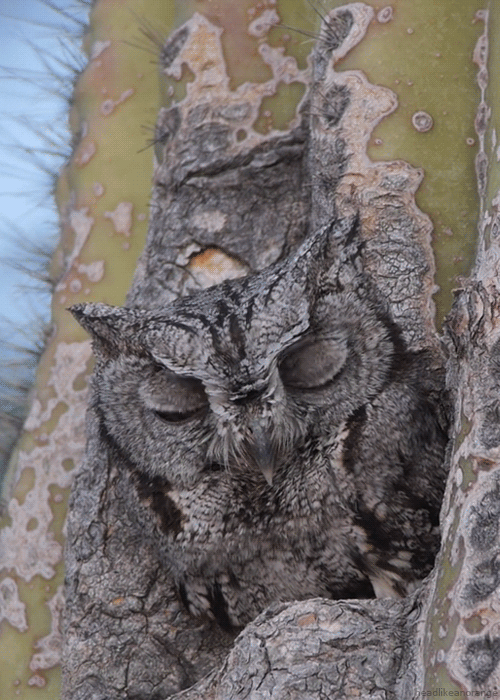 Blinking-owl-in-tree