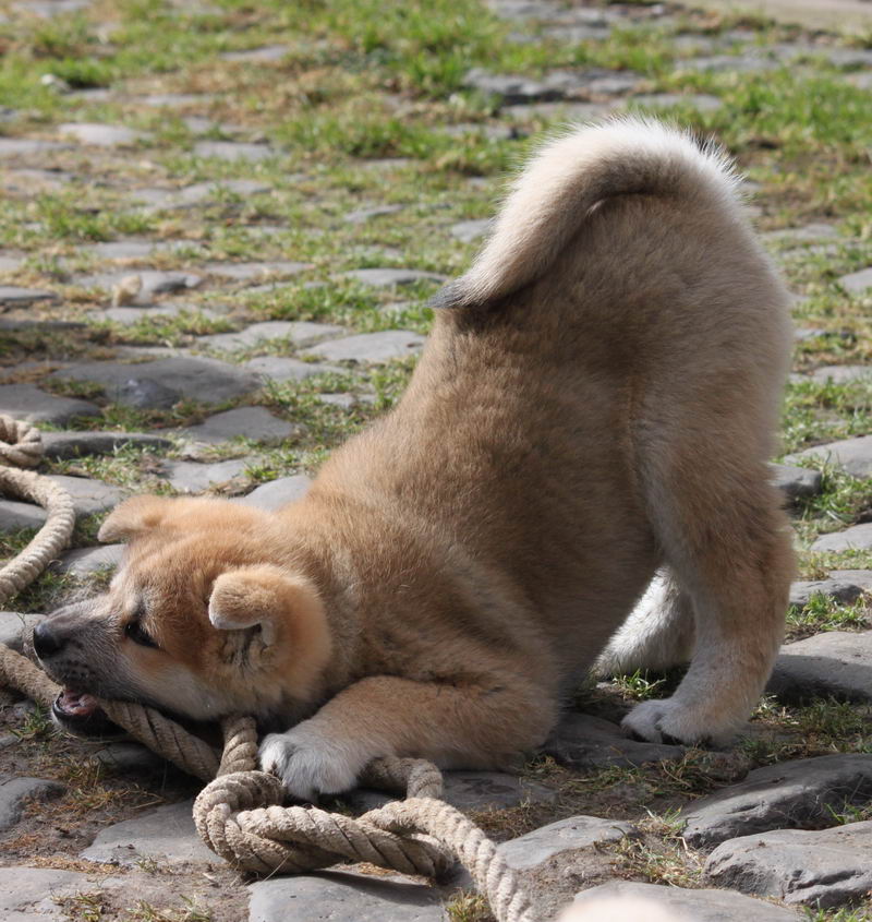 Akita-Inu-Welpe-8-Wochen-alt-a24029497