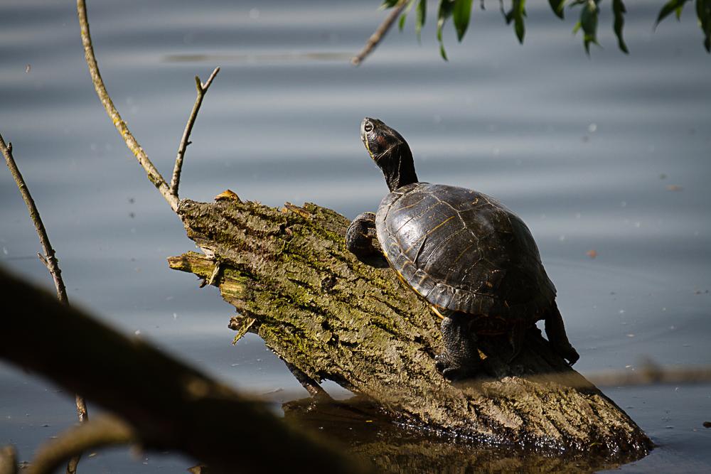 schildkroete-sonnt-sich-am-reinheimer-te