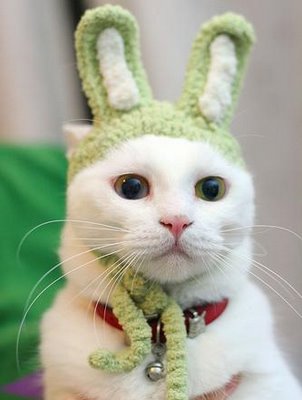 Bilder-Thread tawsEmA funny-cats-pictures