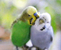 Cute-Birds-greyswan618-41408921-200-164