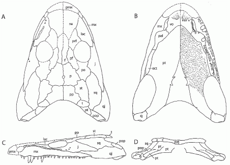 Ossinodus pueri