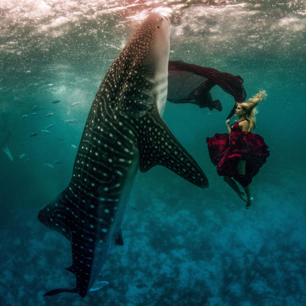 Bilder-Thread whale-shark-new 2445927k