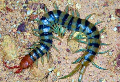 scolopendra-morsitans 119547 1