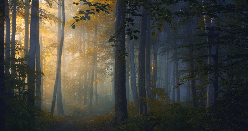 Bilder-Thread herbst-morgen-wald-d66d3149-d034-4761-9c