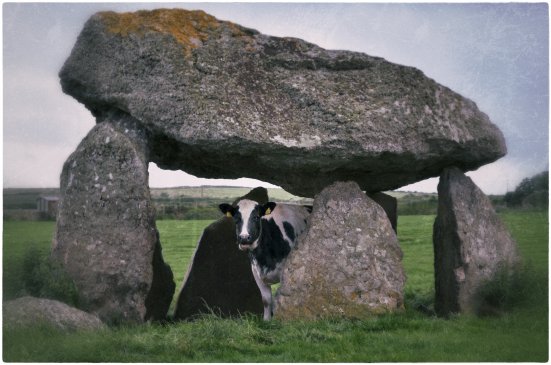 Kuh im Dolmen