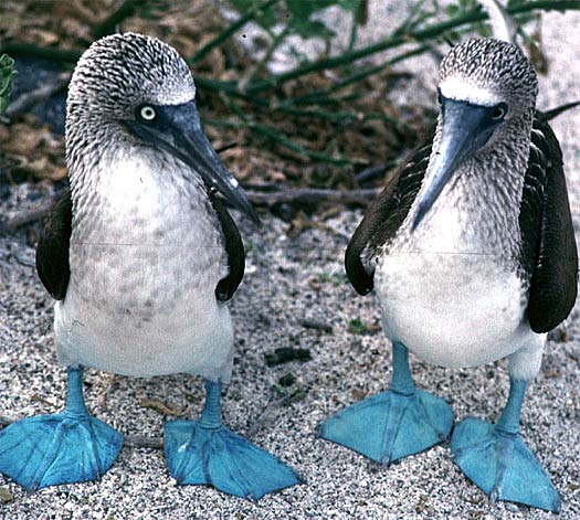 two-blue-footed-boobies