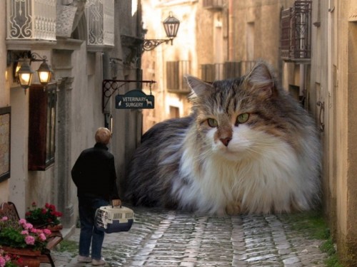 giant-alley-cat-500x375