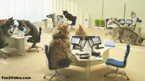 cat work funny gif animation
