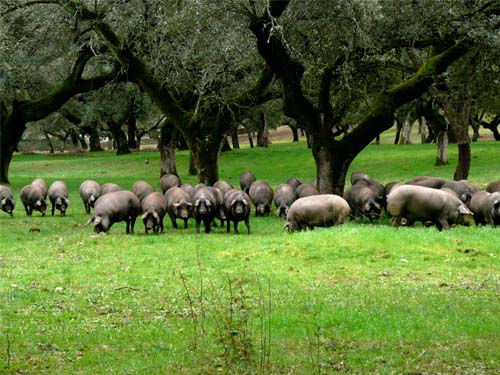 10 cerdo iberico