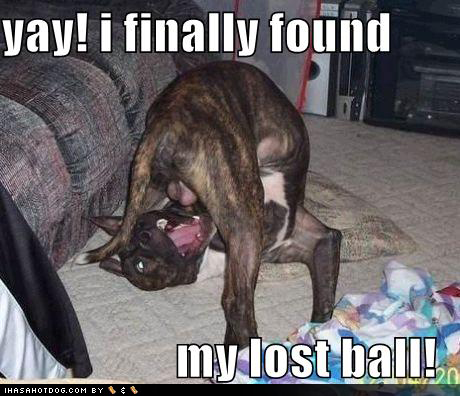Bilder-Thread funny-dog-pictures-found-lost-ball