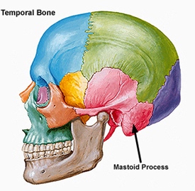 Mastoid-process-Image