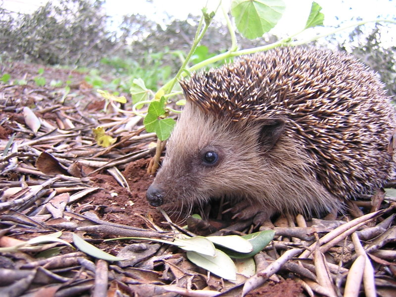 Bilder-Thread Igel 2