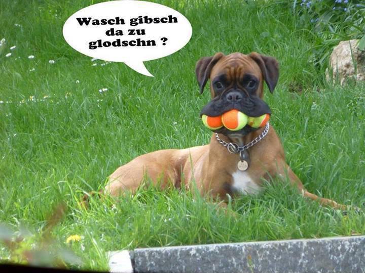 wasch-gibsch-da-zu-glodschn