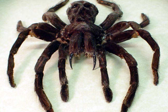 world-biggest-spider
