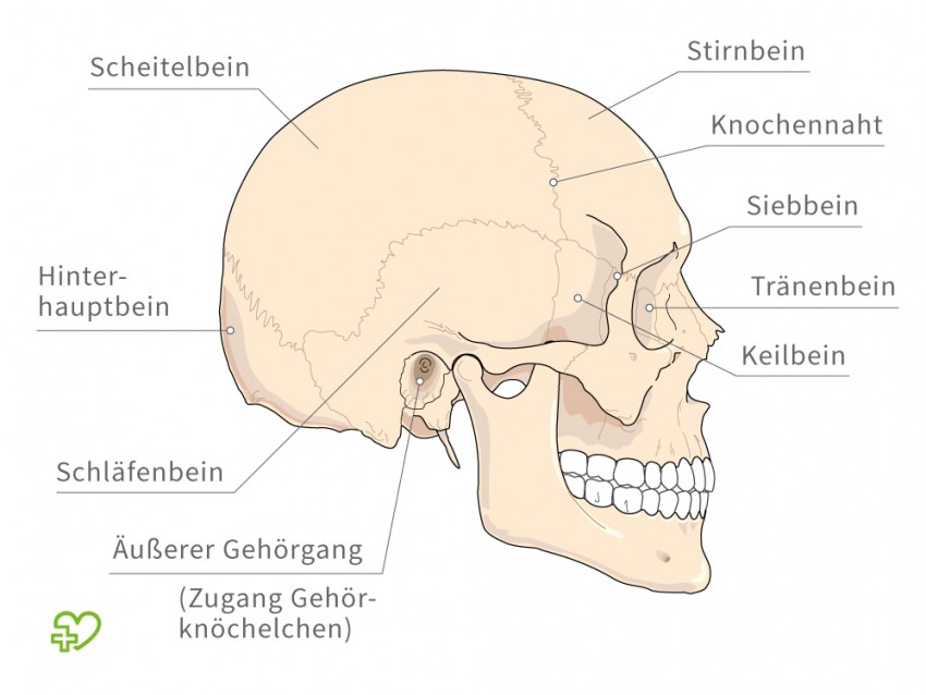 schaedel seitlich-850x638