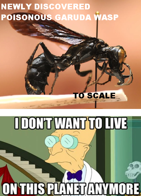 Bilder-Thread WASP