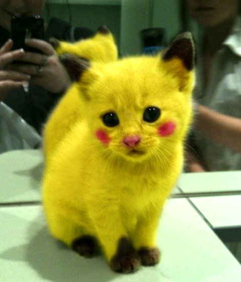 Bilder-Thread bdfdfa animal-funny-cat-pictures-with-ca