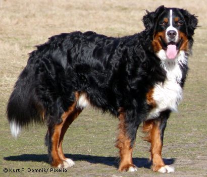 27852c berner-sennenhund