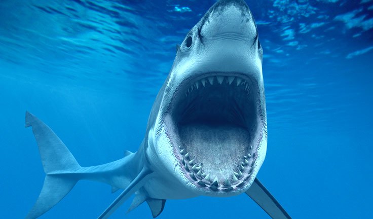 Fumos miese Spelunke great-white-shark-mediterranean-italy-at