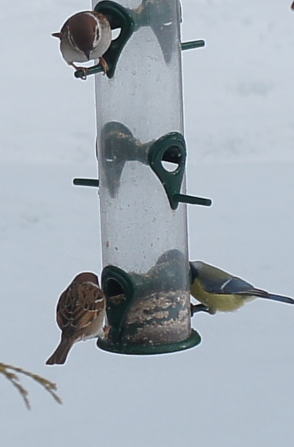 winter birds20