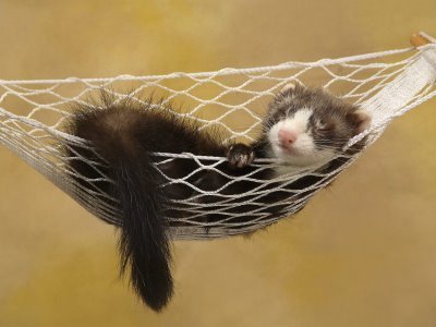 Cute-Sleeping-Ferret-in-A-Hammock-ferret