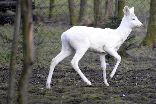 Albino-roe-deer-in-Przemysl