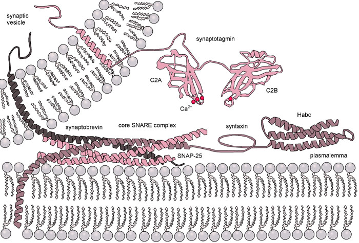 Exocytosis-machinery