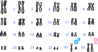 chromosomen