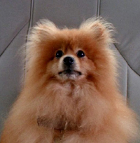 Queequeg