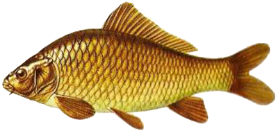 carp