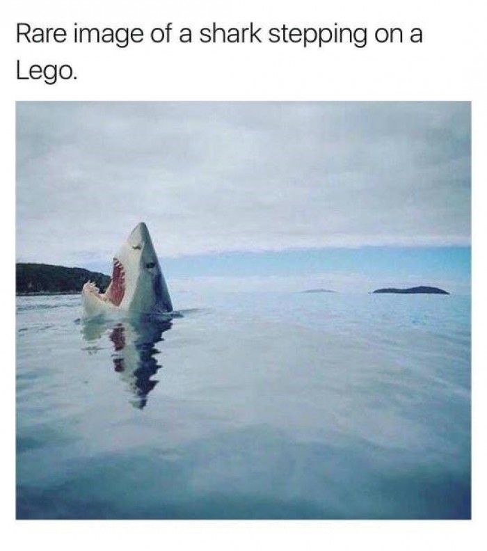 shark stepping on a Lego